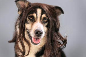 Some dogs really do look like their owners!